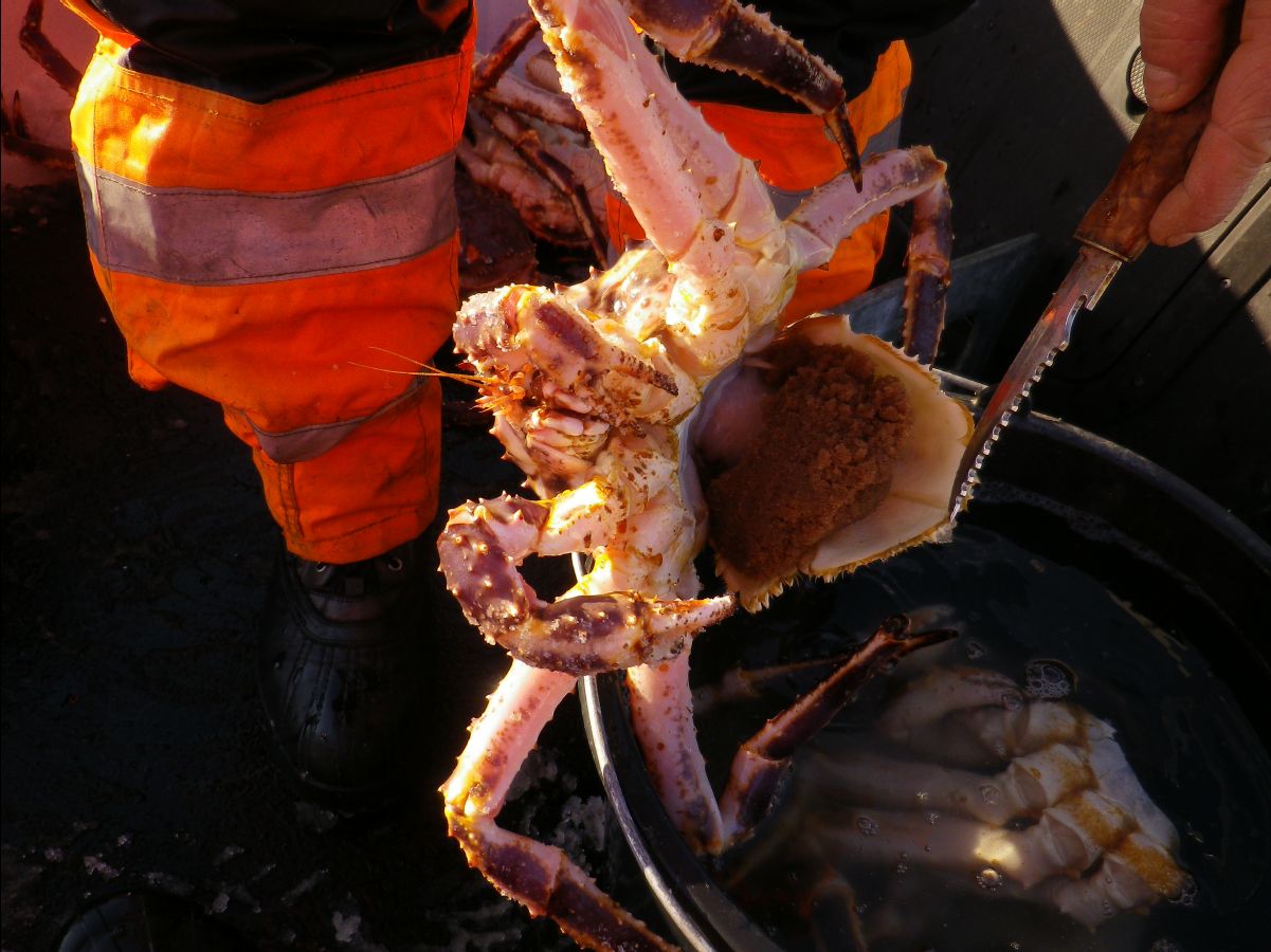 King Crab036